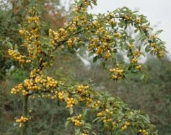 Sierappel Als Leiboom (Malus 'Golden Hornet') -Aanbiedingen Groene Hekken Winkel malus golden hornet01 1 3