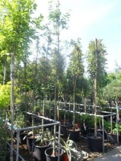 Sierappel (Malus 'Golden Hornet') 9 Sierappel (Malus 'Golden Hornet') -Aanbiedingen Groene Hekken Winkel malus golden hornet 10 12ho cont 3