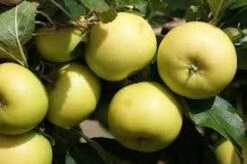 Appelboom (Malus Domestica 'Greensleeves') -Aanbiedingen Groene Hekken Winkel malus greensleeves