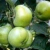 Lei-appel (Malus Domestica 'Grenadier') -Aanbiedingen Groene Hekken Winkel malus grenadeer 2