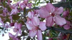 Sierappel (Malus 'Rudolf') -Aanbiedingen Groene Hekken Winkel malus liset 2 1 3