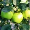 Lei-Appel (Malus Domestica 'Lombarts Calville') -Aanbiedingen Groene Hekken Winkel malus lombart s calville 1