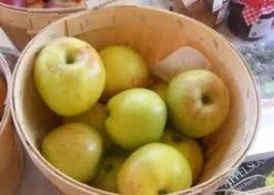 Appelboom (Malus Domestica 'Notarisappel') -Aanbiedingen Groene Hekken Winkel malus notarisappel 1