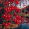 Sierappel (Malus 'Red Sentinel') -Aanbiedingen Groene Hekken Winkel malus red sentinel01