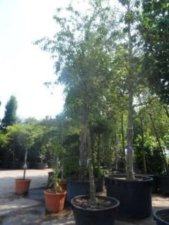 Sierappel (Malus 'Red Sentinel') 13 Sierappel (Malus 'Red Sentinel') -Aanbiedingen Groene Hekken Winkel malus red sentinel 25 30ho c500 1