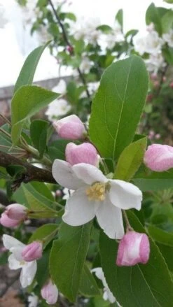 Sierappel (Malus 'Red Sentinel') 12 Sierappel (Malus 'Red Sentinel') -Aanbiedingen Groene Hekken Winkel malus red sentinel 2