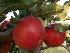Appelboom (Malus Domestica 'Rode Jonathan') -Aanbiedingen Groene Hekken Winkel malus rode jonathan 1