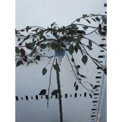 Rode Treursierappel Op Stam (Malus 'Royal Beauty') 13 Rode Treursierappel Op Stam (Malus 'Royal Beauty') -Aanbiedingen Groene Hekken Winkel malus royal beauty 100cm