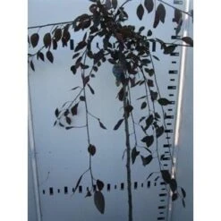 Rode Treursierappel Op Stam (Malus 'Royal Beauty') -Aanbiedingen Groene Hekken Winkel malus royal beauty 130cm 1