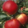 Appelboom (Malus Domestica 'Santana') -Aanbiedingen Groene Hekken Winkel malus santana