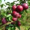 Lei-Appel (Malus Domestica 'Spartan') -Aanbiedingen Groene Hekken Winkel malus spartan 1