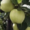 Lei-Appel (Malus Domestica 'Transparente Jaune') -Aanbiedingen Groene Hekken Winkel malus transpaente jaune 2