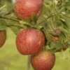 Lei-Appel (Malus Domestica 'Charles Ross') -Aanbiedingen Groene Hekken Winkel maluscharlesrossv01 1 1