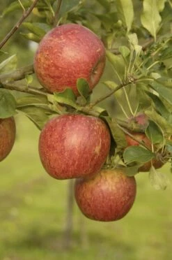 Nieuwe uitgaven 9 Lei-Appel (Malus Domestica 'Charles Ross')
