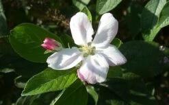 Appelboom (Malus Domestica 'Elstar') -Aanbiedingen Groene Hekken Winkel maluselstarbloesem01 2 2