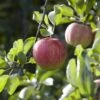 Appelboom (Malus Domestica 'Elstar') -Aanbiedingen Groene Hekken Winkel maluselstarv01