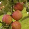 Lei-Appel (Malus Domestica 'Laxton's Superb') -Aanbiedingen Groene Hekken Winkel maluslaxtonsuperbv01 1 2