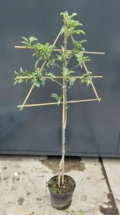 Lei-Appel (Malus Domestica 'Rajka') -Aanbiedingen Groene Hekken Winkel malusleivorm2 1 17 1