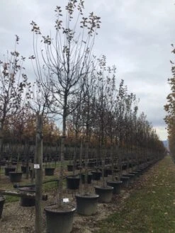 Sierappel (Malus 'Profusion' ) -Aanbiedingen Groene Hekken Winkel malusprofusionalsboom