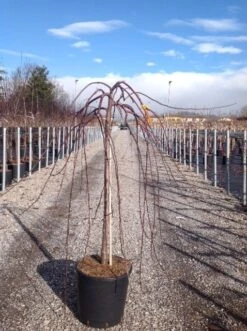 Rode Treursierappel Op Stam (Malus 'Royal Beauty') -Aanbiedingen Groene Hekken Winkel malusroyalbeauty02 1