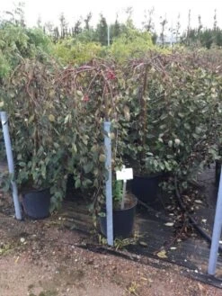 Rode Treursierappel Op Stam (Malus 'Royal Beauty') -Aanbiedingen Groene Hekken Winkel malusroyalbeauty03 1