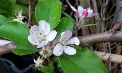 Lei-Appel (Malus Domestica 'Summerred') -Aanbiedingen Groene Hekken Winkel malussummerredbloesem01 1