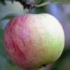 Appelboom (Malus Domestica 'Worcester Pearmain') -Aanbiedingen Groene Hekken Winkel malusworcesterpearmainv01 1