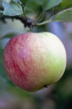 Nieuwe uitgaven 1 Lei-Appel (Malus Domestica 'Worcester Pearmain')