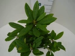 Rhododendron (Rhododendron 'Marcel Menard') -Aanbiedingen Groene Hekken Winkel marcel mennard c2 boven