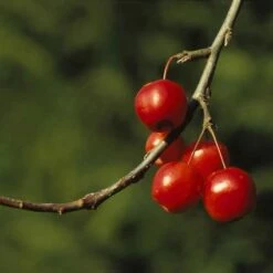 Sierappel (Malus 'Red Sentinel') 11 Sierappel (Malus 'Red Sentinel') -Aanbiedingen Groene Hekken Winkel marsenti 17 3