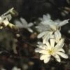 Stermagnolia (Magnolia Stellata) -Aanbiedingen Groene Hekken Winkel mastella 13