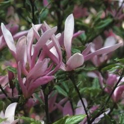 Beverboom, Struik (Magnolia Susan) -Aanbiedingen Groene Hekken Winkel masusan 10