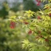 Japanse Esdoorn (Acer Palmatum 'Osakazuki') -Aanbiedingen Groene Hekken Winkel mebr00220 1