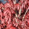 Japanse Esdoorn (Acer Palmatum 'Skeeter's Broom') -Aanbiedingen Groene Hekken Winkel mebr00226