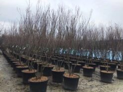 Meerstammige Kornoelje (Cornus Kousa 'Milky Way') 5 Meerstammige Kornoelje (Cornus Kousa 'Milky Way') -Aanbiedingen Groene Hekken Winkel meerstamcornusmilkyway