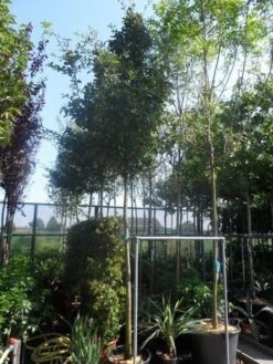 Mispel (Mespilus Germanica) -Aanbiedingen Groene Hekken Winkel mespilus germanica 12 14 16ho cont