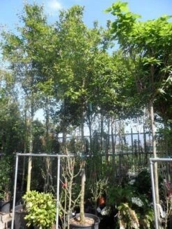 Mispel (Mespilus Germanica) -Aanbiedingen Groene Hekken Winkel mespilus germanica 18 20ho cont 1