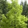 Watercipres (Metasequoia Glyptostroboides)