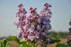 Sering (Syringa Vulgaris 'Michel Buchner') -Aanbiedingen Groene Hekken Winkel michel buchner