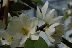 Michelia 'Fairy Magnolia White' -Aanbiedingen Groene Hekken Winkel michelia fairy magnolia blush
