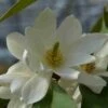Michelia 'Fairy Magnolia White' 2 Michelia 'Fairy Magnolia White' -Aanbiedingen Groene Hekken Winkel michelia fairy magnolia blush 2 2