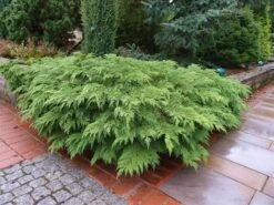 Valse Jeneverbes (Microbiota Decussata) 9 Valse Jeneverbes (Microbiota Decussata) -Aanbiedingen Groene Hekken Winkel microbiota decussata