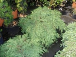 Valse Jeneverbes (Microbiota Decussata) 8 Valse Jeneverbes (Microbiota Decussata) -Aanbiedingen Groene Hekken Winkel microbiota decussata 60 80 c12