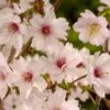 Japanse Sierkers (Prunus Incisa ‘Mikinori’) -Aanbiedingen Groene Hekken Winkel mikinori 1