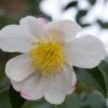 Camelia (Camellia Sasanqua 'Hino De Gumo') -Aanbiedingen Groene Hekken Winkel moja01077