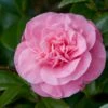 Camelia (Camellia Japonica 'Marie Bracey') -Aanbiedingen Groene Hekken Winkel moja01193 1