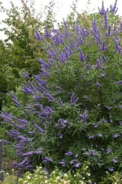 Monikkenpeper (Vitex Agnus-castus) -Aanbiedingen Groene Hekken Winkel moja02396