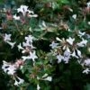 Abelia Op Rek (Abelia Grandiflora) -Aanbiedingen Groene Hekken Winkel moja02790