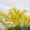 Grote Gleditsia (Gleditsia Triacanthos 'Sunburst') -Aanbiedingen Groene Hekken Winkel moja07135
