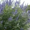 Monikkenpeper (Vitex Agnus-castus) -Aanbiedingen Groene Hekken Winkel moja07576